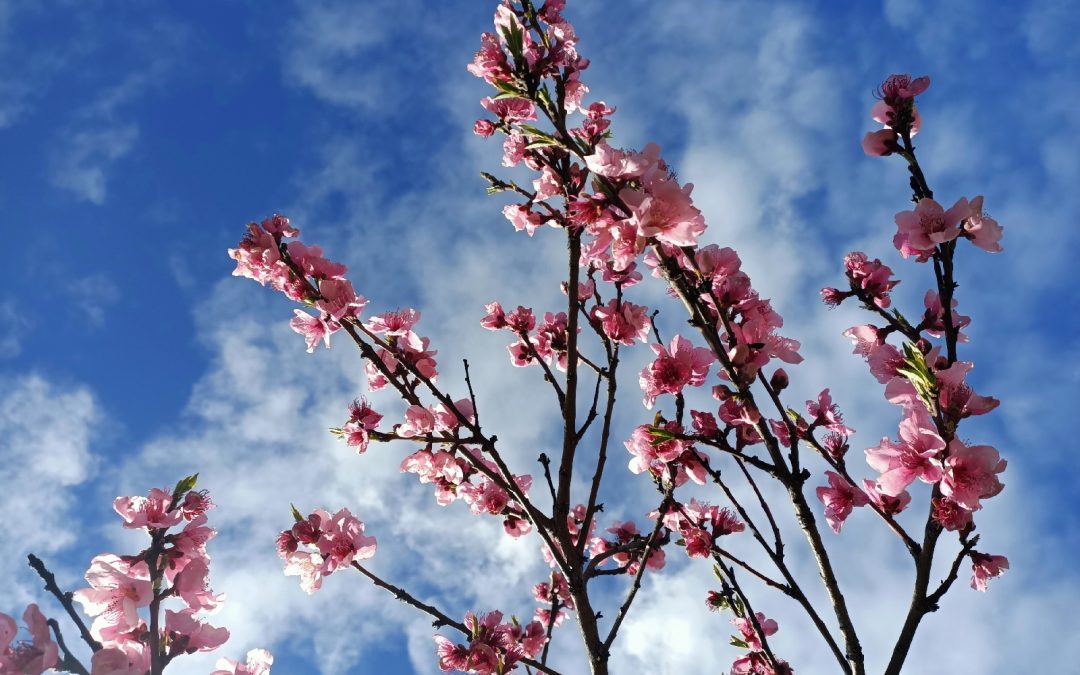 almendro en flor
