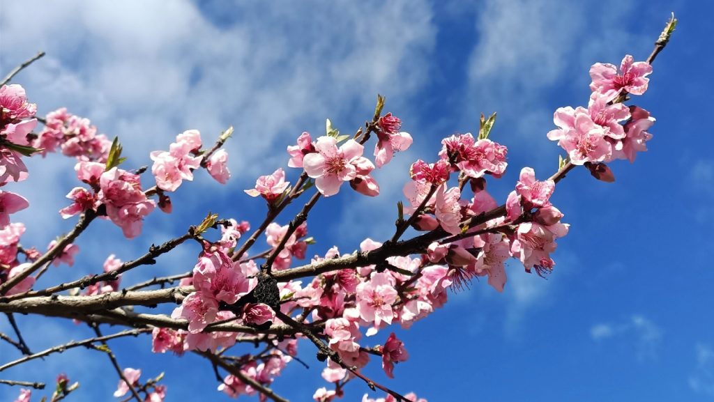 La floración de los almendros y cerezos marcan claramente el comienzo de la primavera en el Valle del Ambroz
