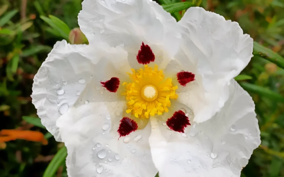 reserva tu Escapada rural romántica y descubre La flor de JARA, la reina de Extremadura