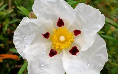 Escapada rural en pareja al Valle del Ambroz: primavera, naturaleza y sabor auténtico