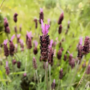 reserva tu Escapada rural romántica para pasear por cualquier rincón y sumergirte en los aromas que desprende el tomillo en flor
